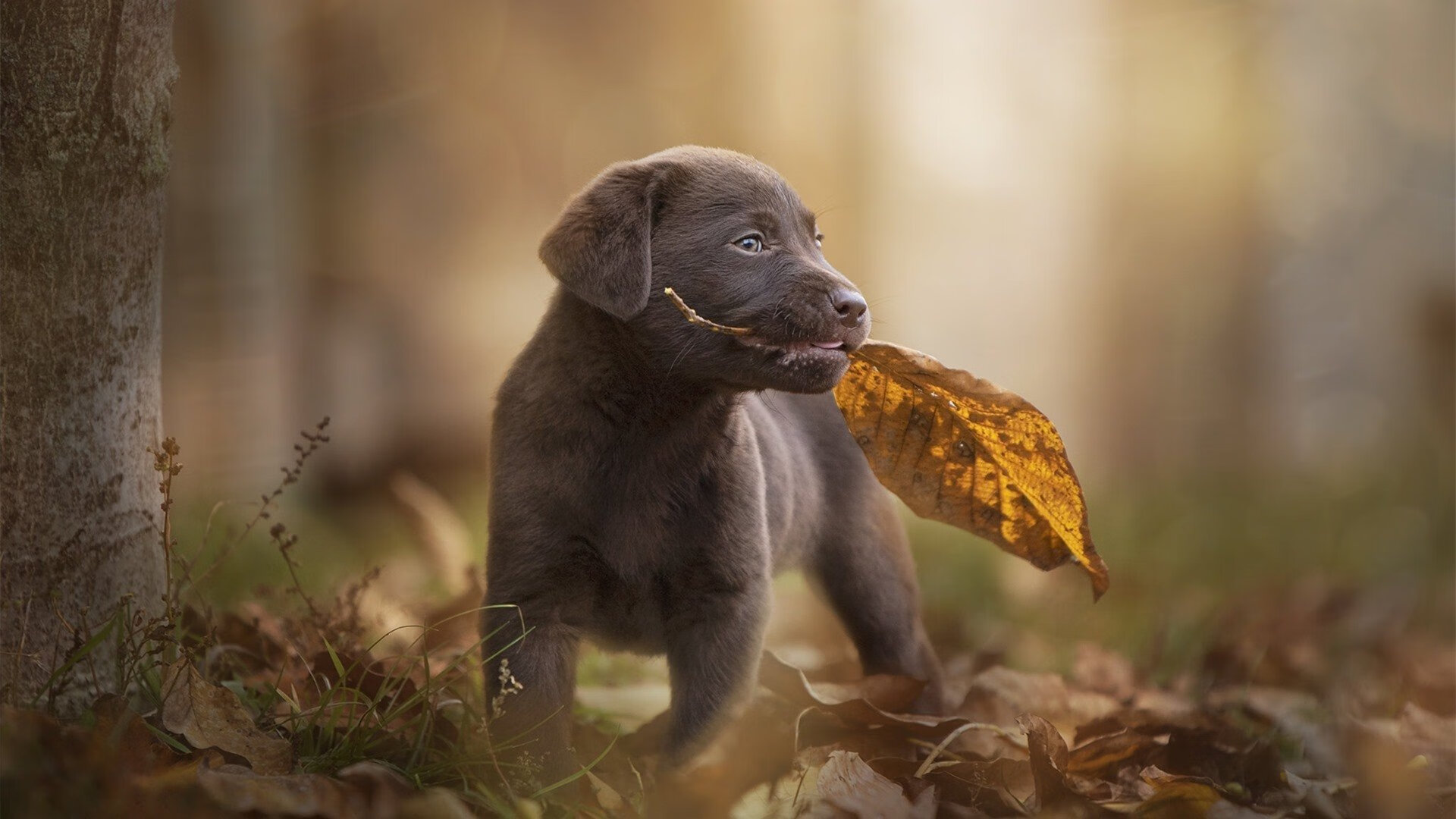 中国足球青训缺乏系统性规划，中国足球青训的现状