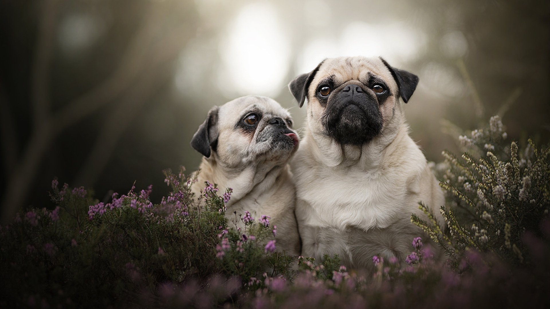 争冠与保级球队是否应以不同战术应对节奏压力，争冠组规则