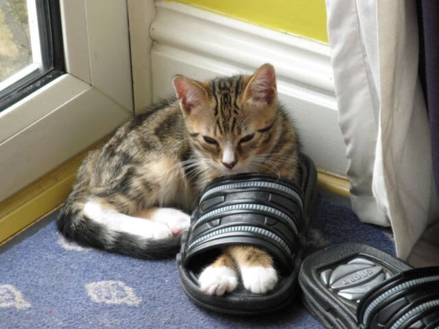 开云体育平台-冬季转会窗口签约如何迅速融入体系，冬季转会窗口时间