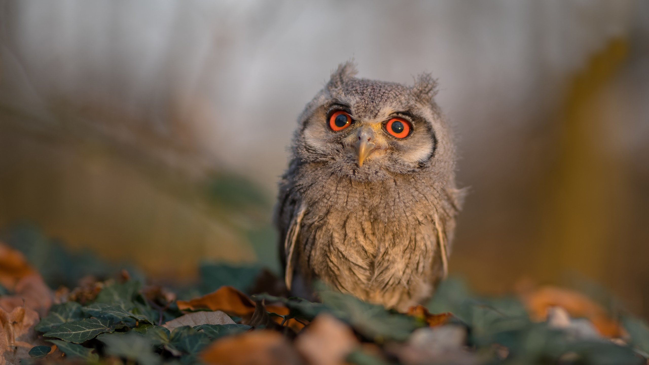 开云体育娱乐-国家队锋线配置忽视多维打法储备，国家队最强锋线