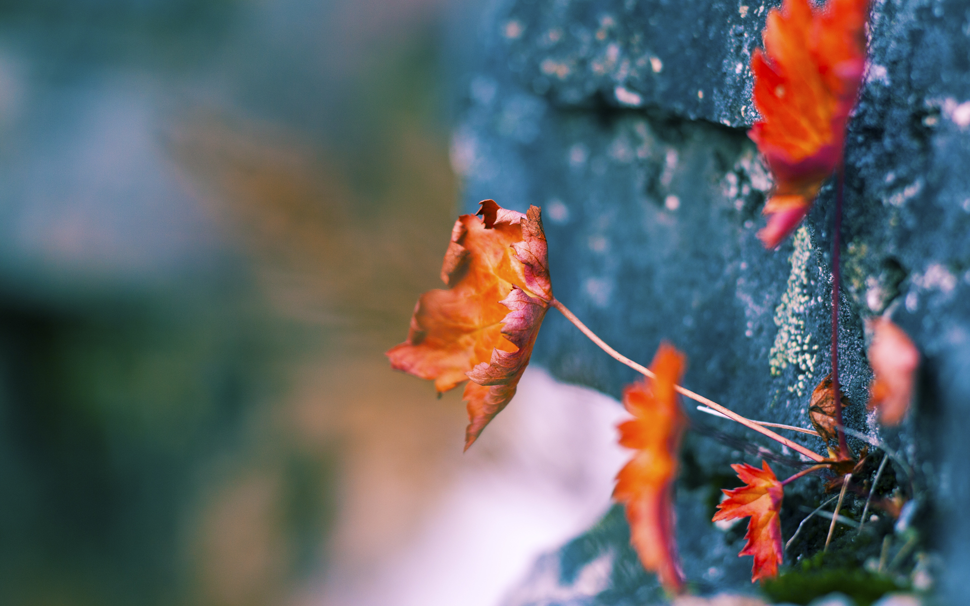 kaiyun网址-埃及队未来：扩大青少年培训计划，培养更多人才，埃及队长