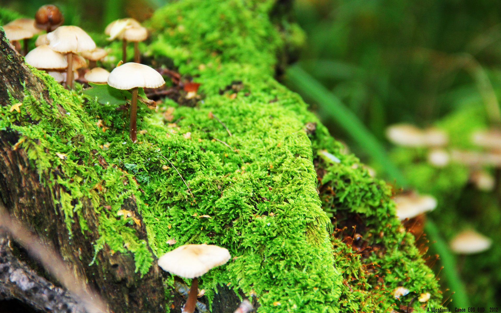 开云体育官网登入-瑞典队在2024年乒乓世界杯中的出色表现回顾，瑞典世界乒乓球赛