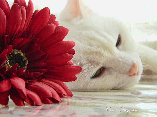 开运体育电脑版-雷恩全队高压保持持续体能输出，雷恩阵型