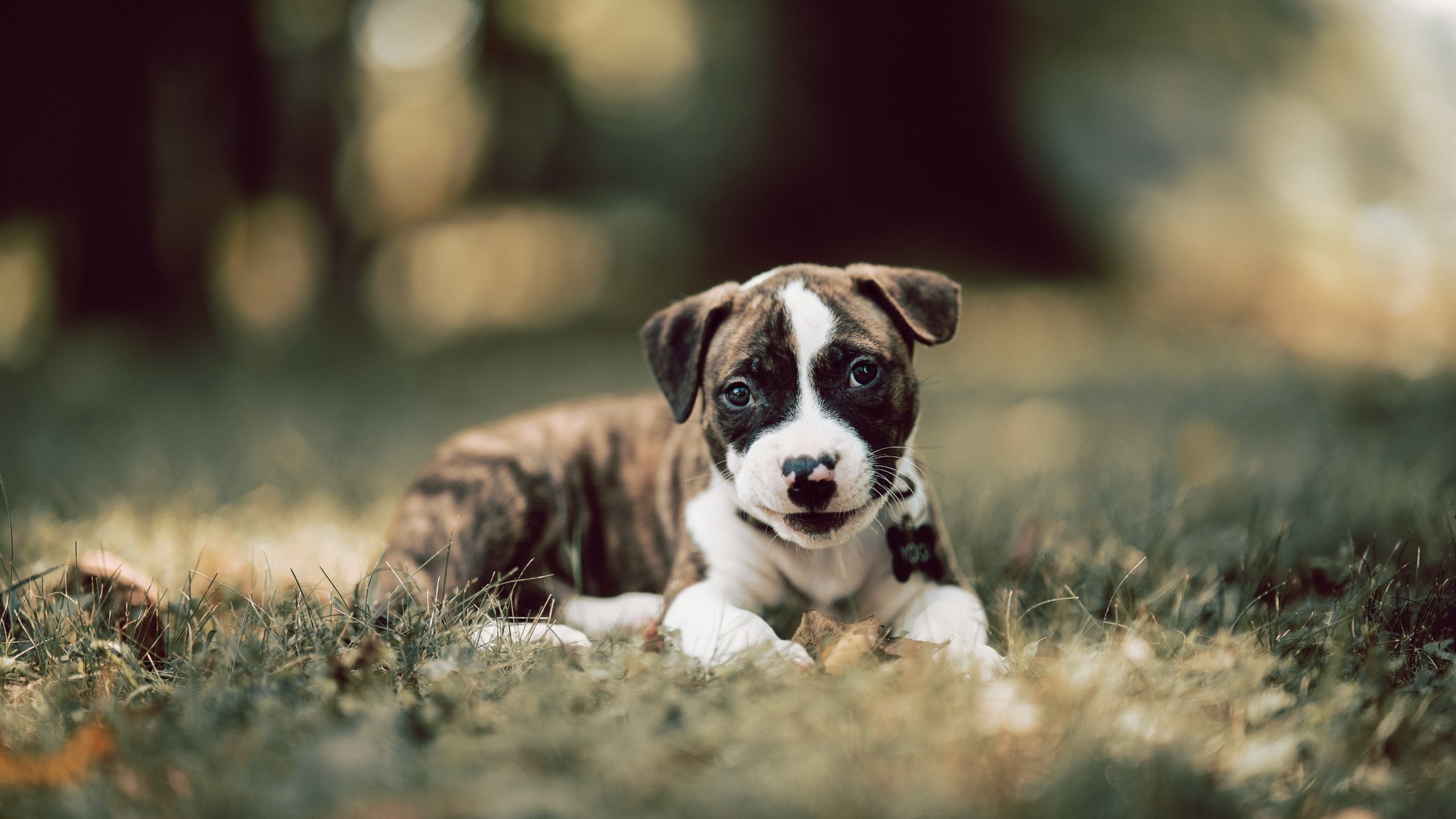 中国足球联赛球场智能安保系统投入使用,足球赛安保工作方案