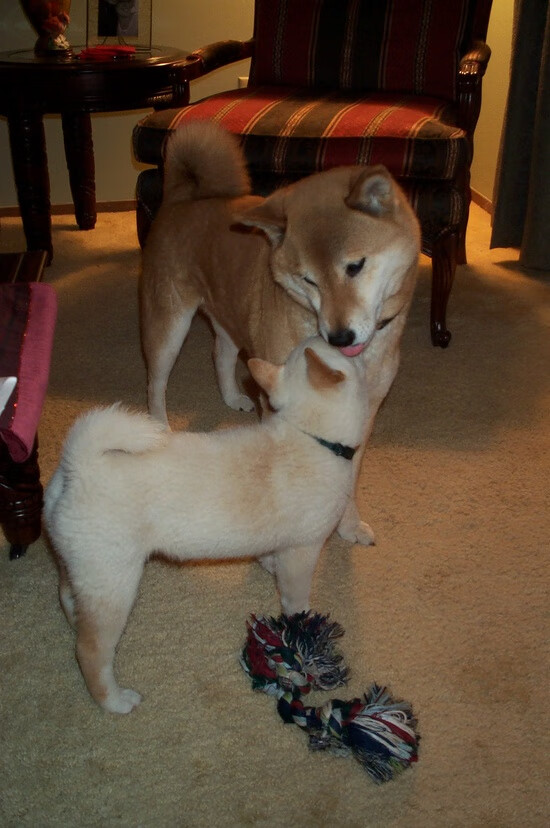 开云体育登录入口-朱婷亮相校园被学生热情包围，朱婷上学