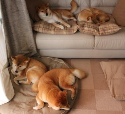 格鲁吉亚男篮在欧洲预赛中奋勇争先,期待突破,格鲁吉亚男篮国家队