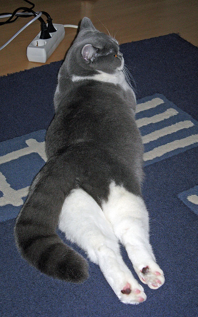 浓眉中距离稳定输出湖人保持比分领先,浓眉在湖人