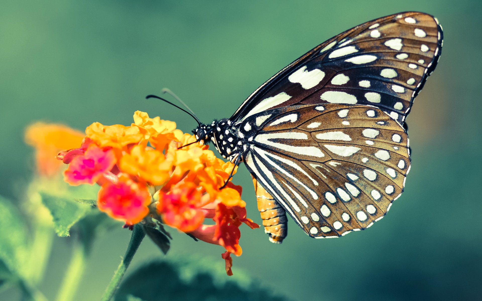 谢佩玲跳台技术细节获教练点赞，谢佩樨简历